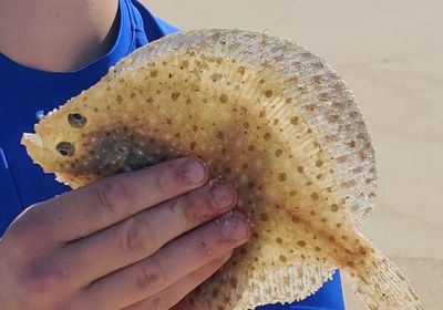 Windowpane flounder