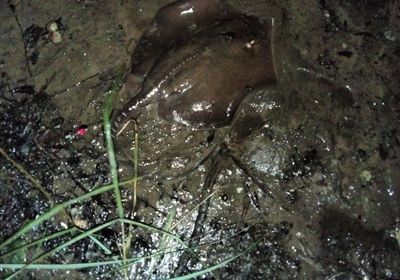 Sharpnose stingray