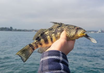 Orangemouth weakfish