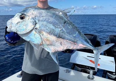 African pompano