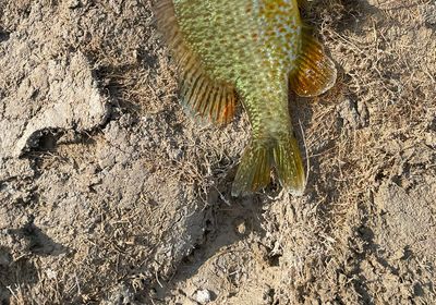 Orangespotted sunfish