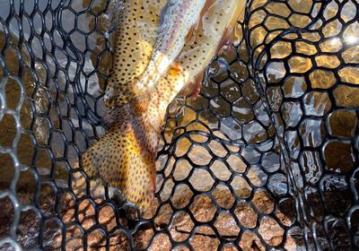 Colorado river cutthroat trout