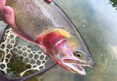 Yellowstone cutthroat trout