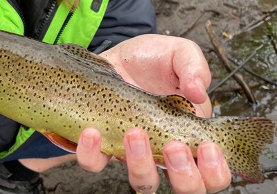 Apache trout