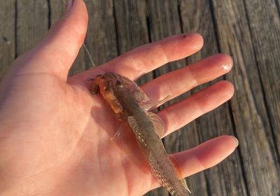 Yellowfin goby