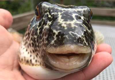 Checkered puffer