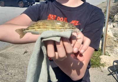 Western striped grunter