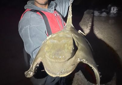 Australian bull ray