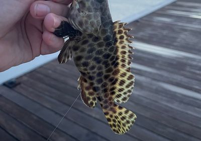 Honeycomb grouper