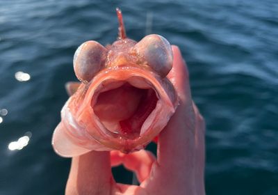 Acadian Redfish