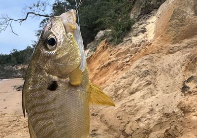 Blackspotted croaker