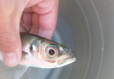 Mediterranean horse mackerel