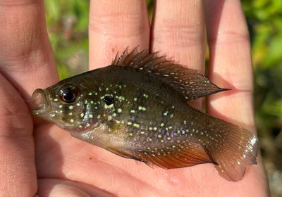 Bluespotted Sunfish