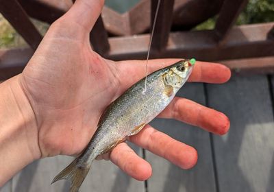 Roundtail chub