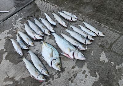 Yellow-eye mullet