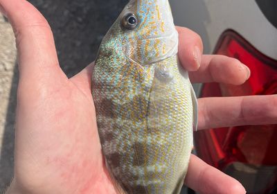 Littlehead Porgy