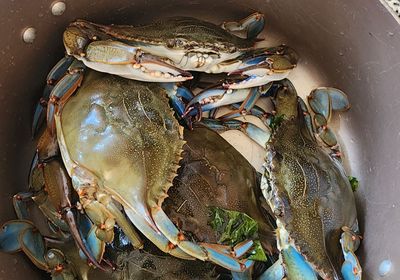 Blue swimmer crab