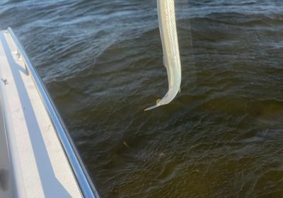 Mexican needlefish