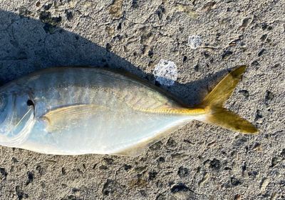 Whitefin trevally