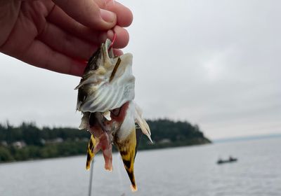 Bigmouth sculpin