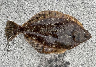 Northern rock sole