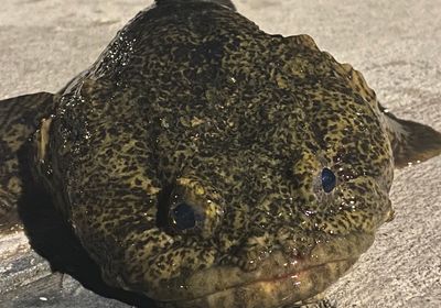 Oyster toadfish