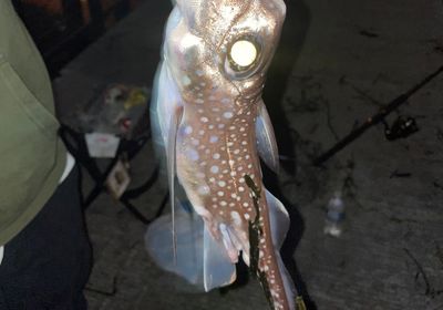 Ratfish