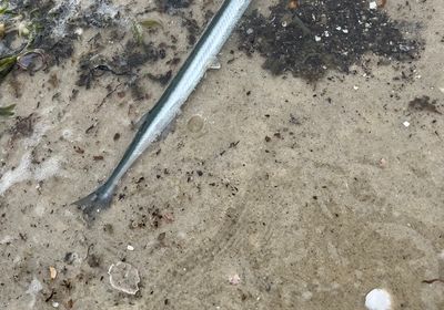 Flat needlefish