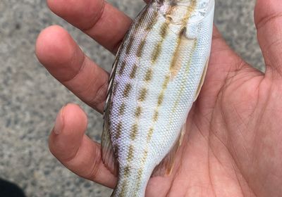 Eastern striped grunter