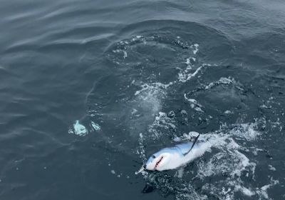 Shortfin mako shark