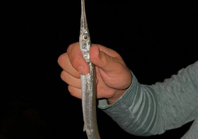 Ballyhoo halfbeak