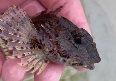 Longspined bullhead