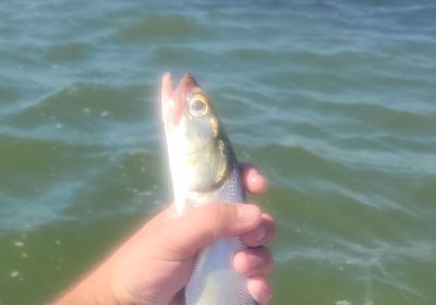 Pacific ladyfish