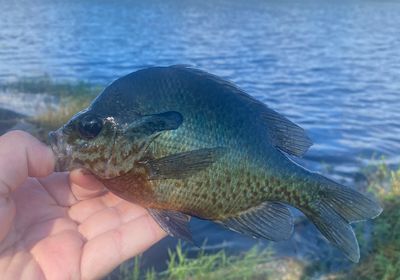 Redbreast sunfish x bluegill