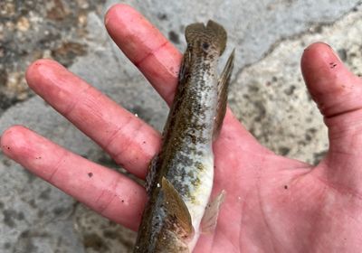 Giant goby