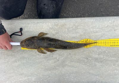 Rock flathead