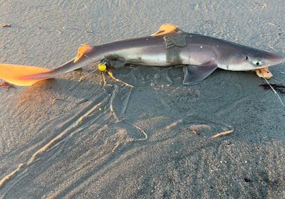 Piked dogfish