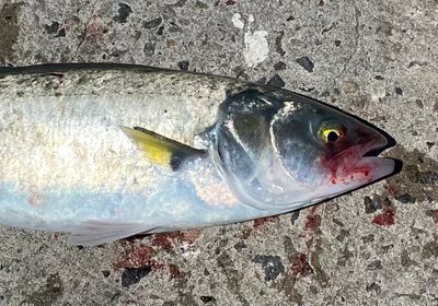 Western Australian salmon