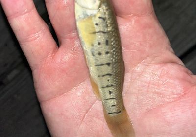 Striped killifish