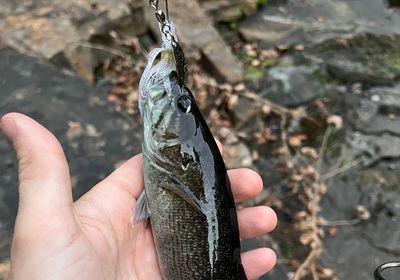 Cahaba Bass