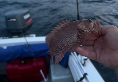 Strawberry hind