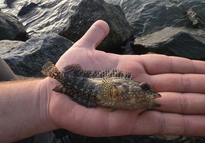 Hairy blenny