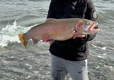 Lahontan cutthroat trout