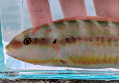 Slippery dick wrasse