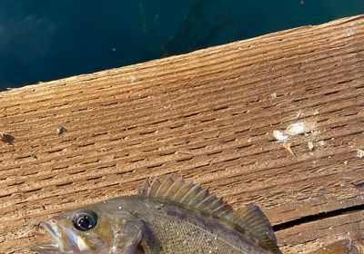 Yellowtail rockfish