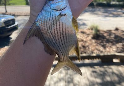 Striped mojarra