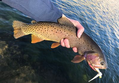 Yellowstone cutthroat trout