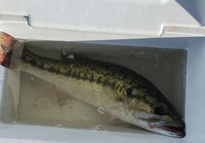 Redeye bass