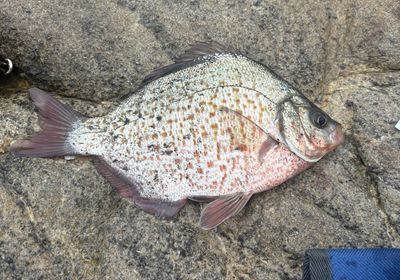 Redtail surfperch