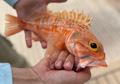 Blackbelly rosefish